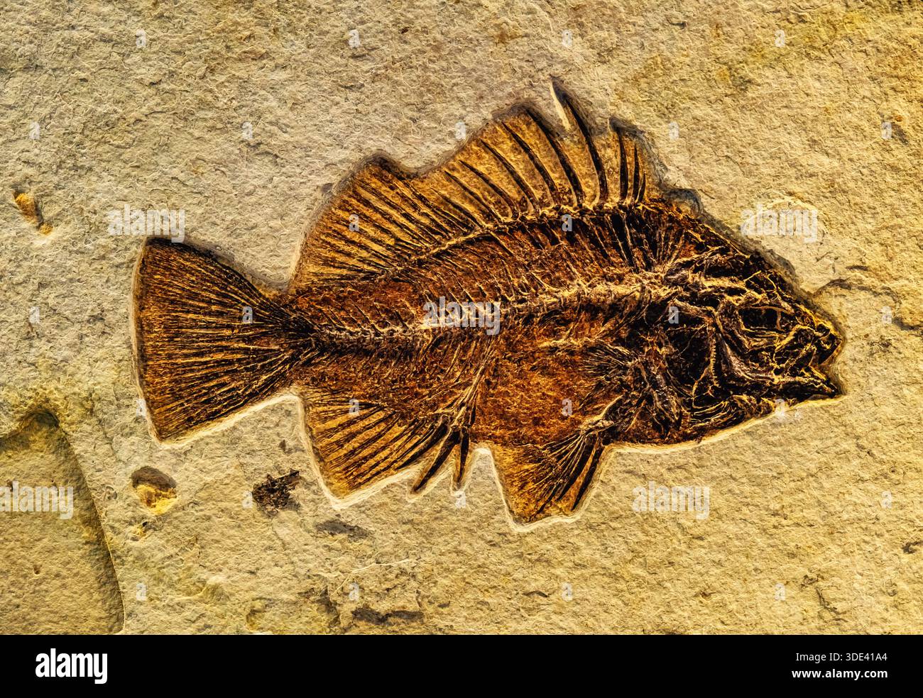 I fossili di scheletro conservati nel suolo offrono informazioni significative per la ricerca archeologica, in particolare in ambienti carsici dove il calcare dissol Foto Stock