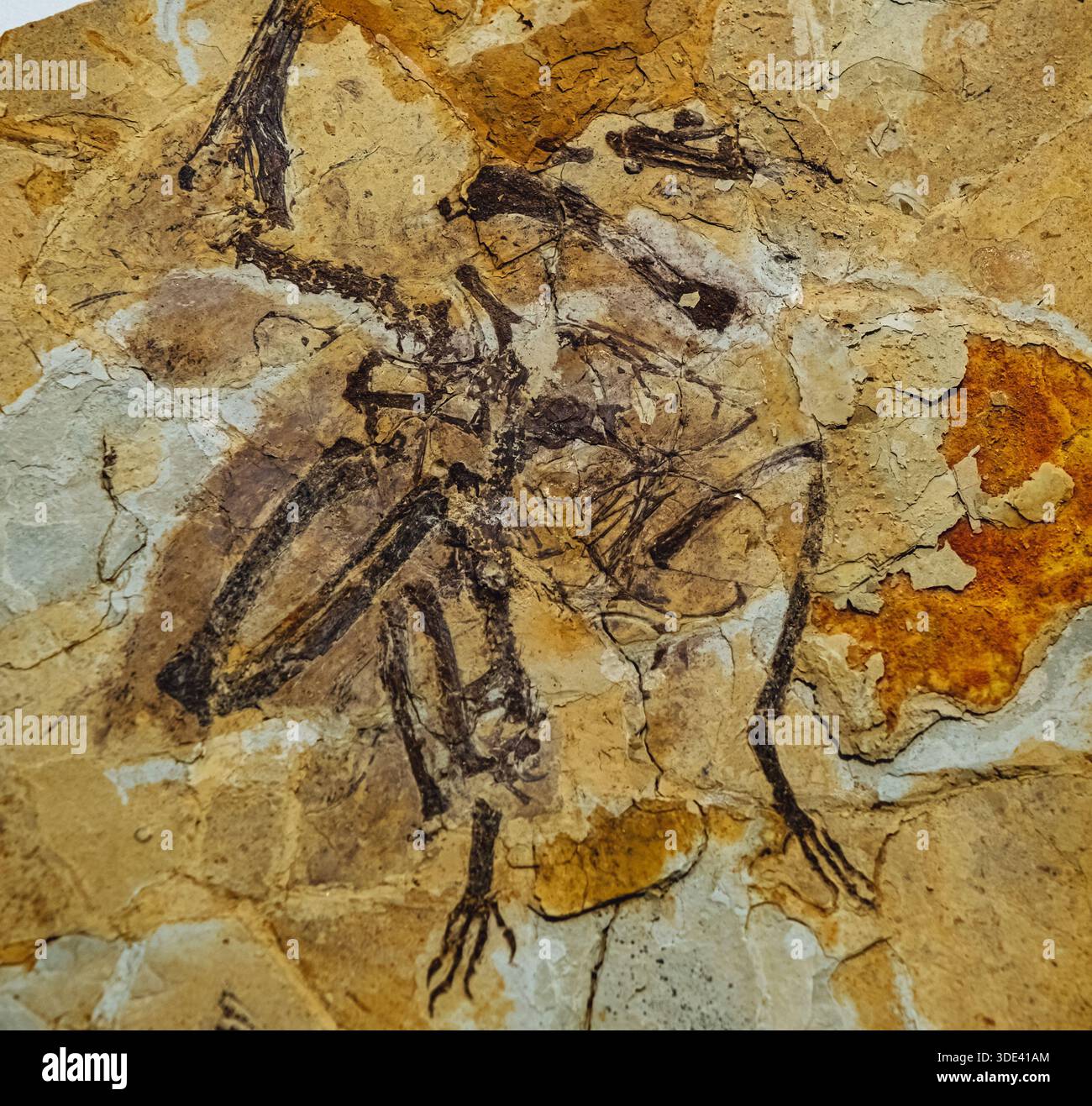 I fossili di scheletro conservati nel suolo offrono informazioni significative per la ricerca archeologica, in particolare in ambienti carsici dove il calcare dissol Foto Stock