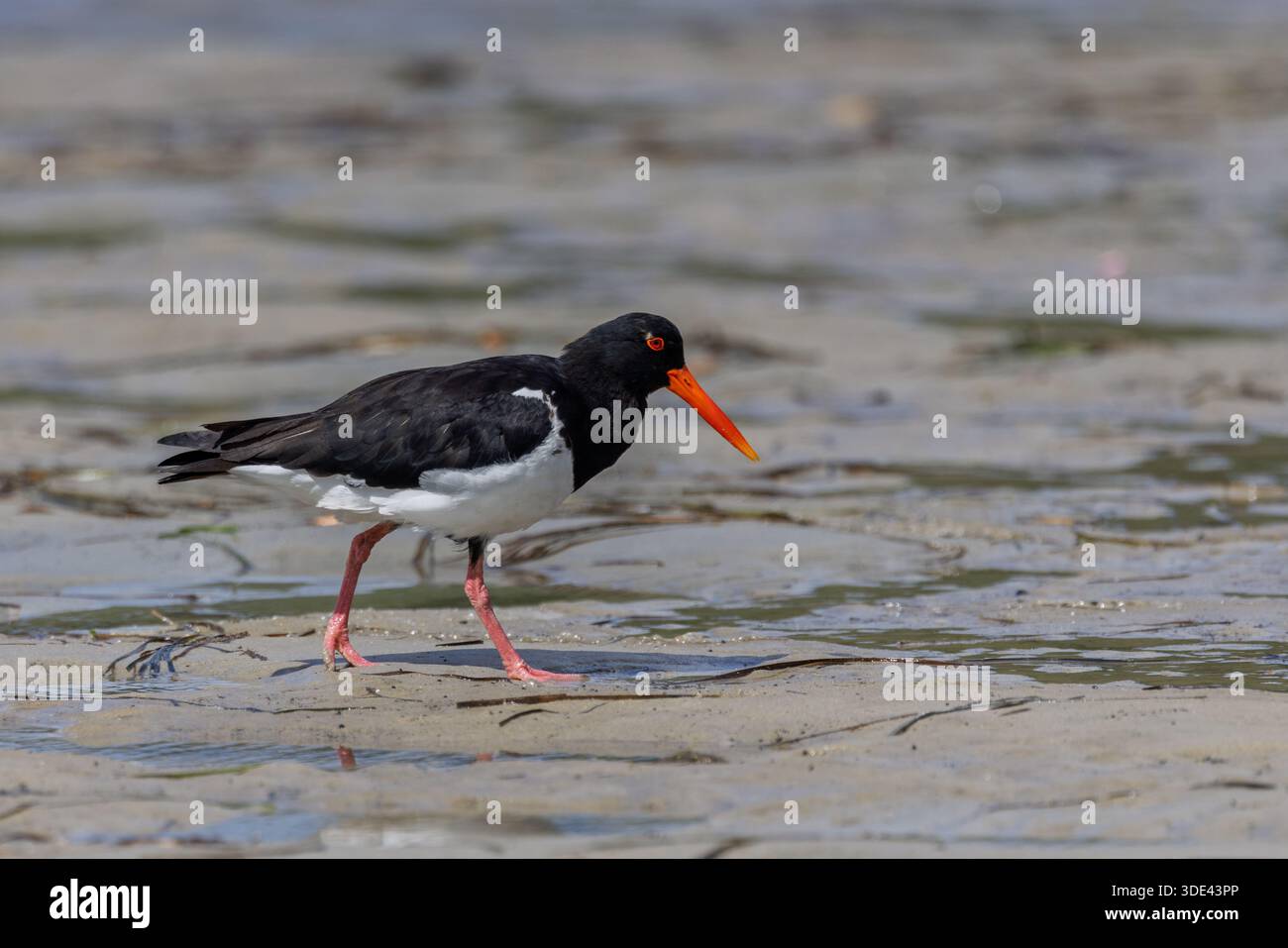 Primo piano di un oystercatcher che attraversa le distese di fango a Woy Woy, NSW, Australia Foto Stock