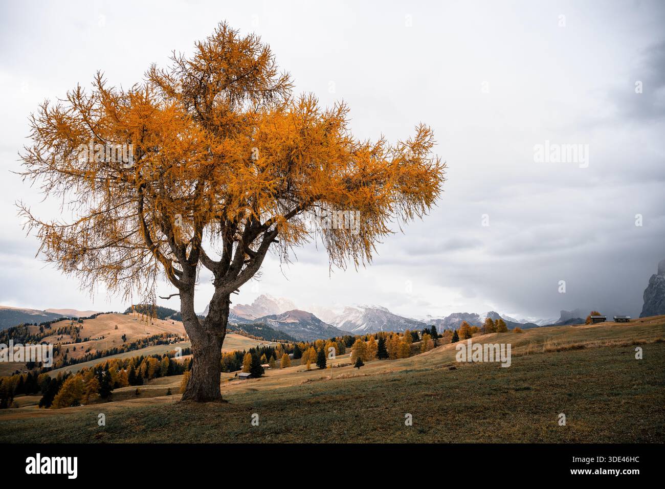 Larice autunnale su prato alpino con cime nebbiose delle Dolomiti Foto Stock