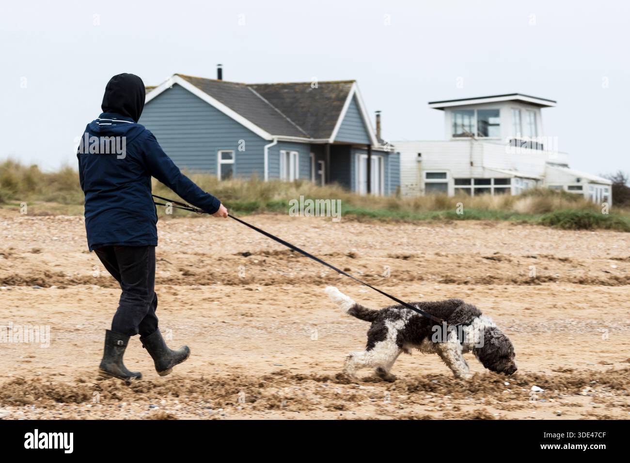 Un cane viene portato a fare una passeggiata lungo la spiaggia di Snettisham tra Natale 2025 e Capodanno. Foto Stock