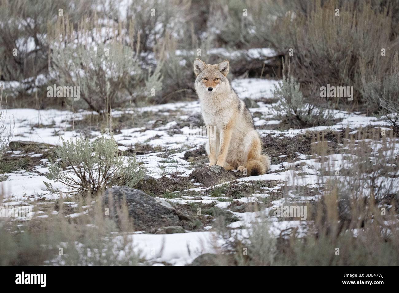 Coyote seduto nella scena Snowy Yellowstone con Sagebrush e Roc Foto Stock