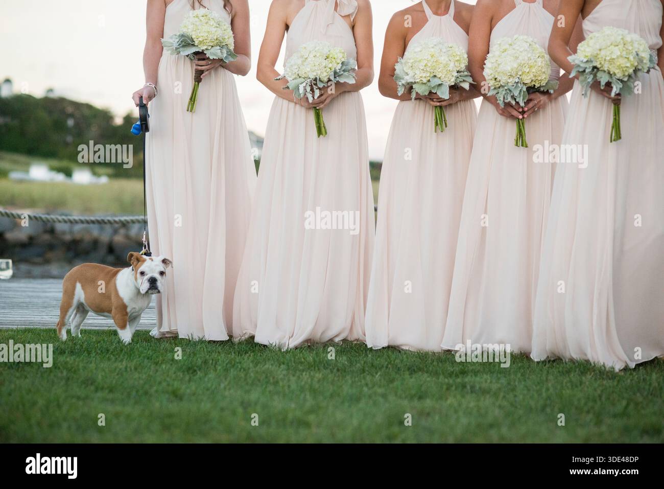 Damigelle d'onore in abiti pallidi con Bouquet con Bulldog su Lea Foto Stock