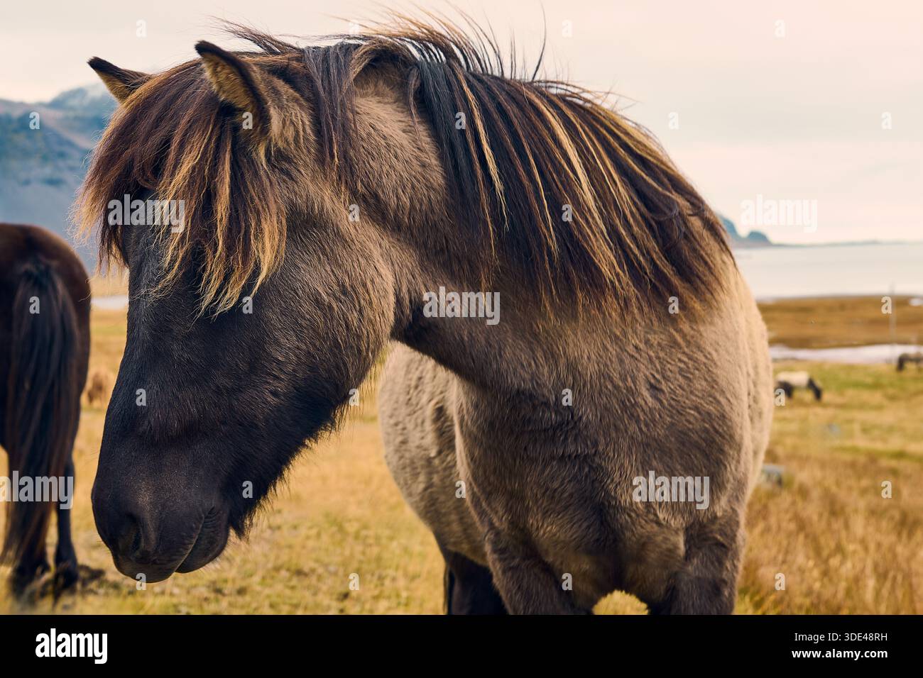 Friendly Horse in posa per una foto in Islanda Foto Stock