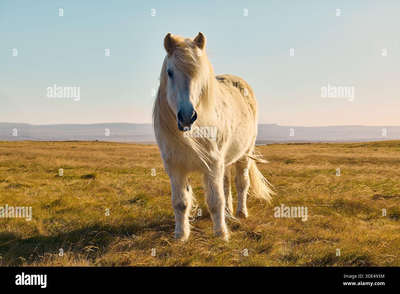 Friendly Horse in posa per una foto nel pomeriggio soleggiato Foto Stock
