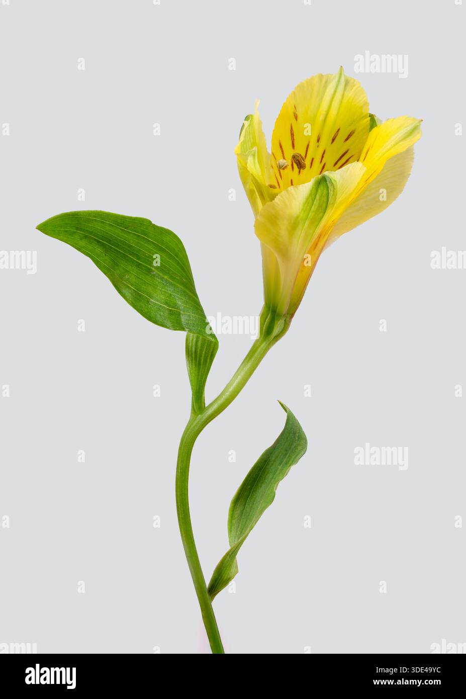 Un bellissimo, solitario, fiore giallo dell'Alstroemeria, fotografato su sfondo bianco Foto Stock
