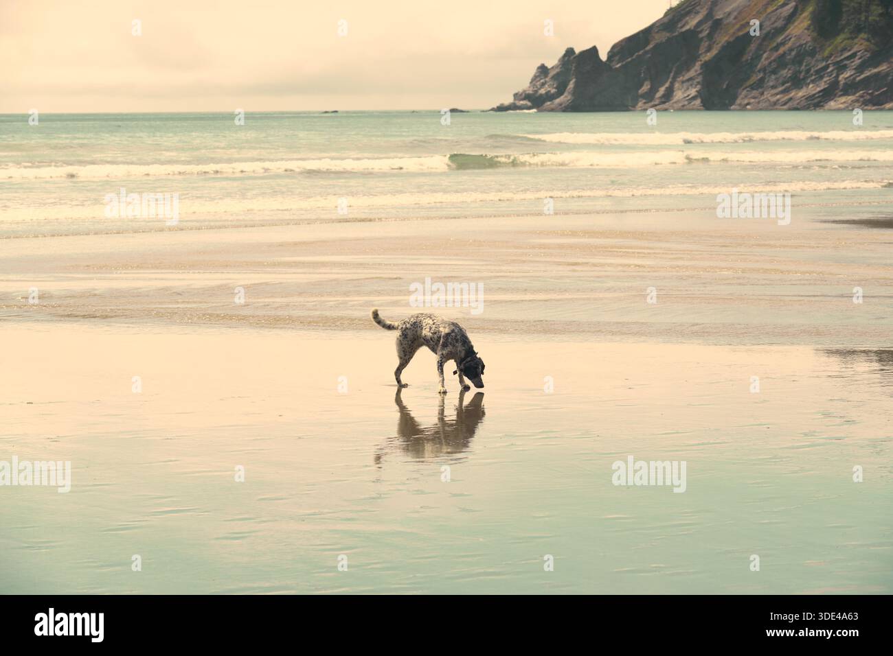 Il mio guaritore blu che sniffava creature marine Foto Stock