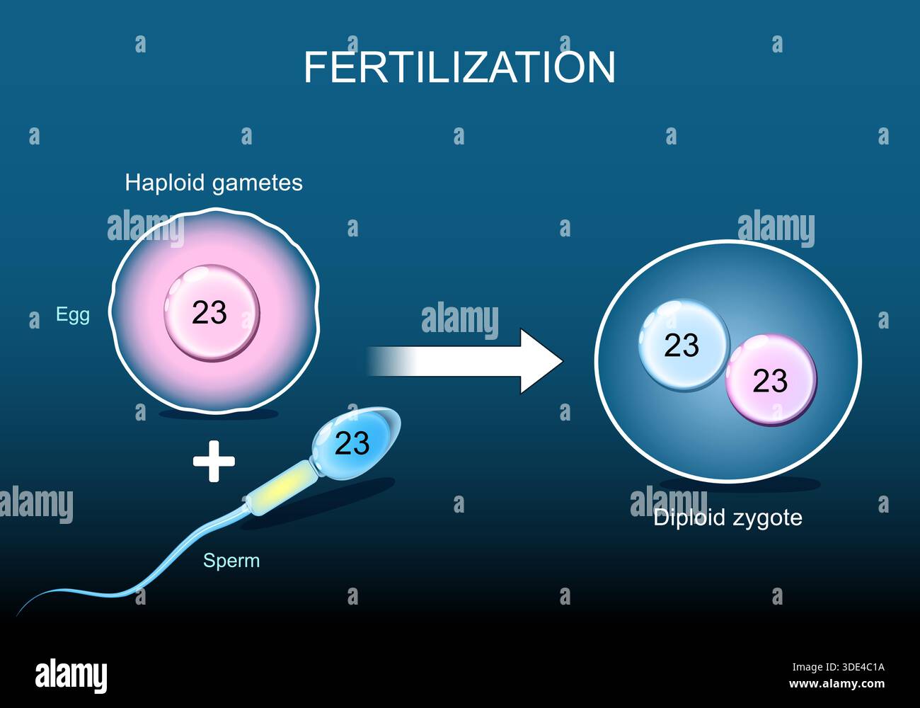 Fertilizzazione, prima e dopo. Gameti aploidi spermatozoi e uovo con 23 cromosomi in ogni cellula. Formazione Zygote. Zygote ha 46 cromosomi, genetici Illustrazione Vettoriale