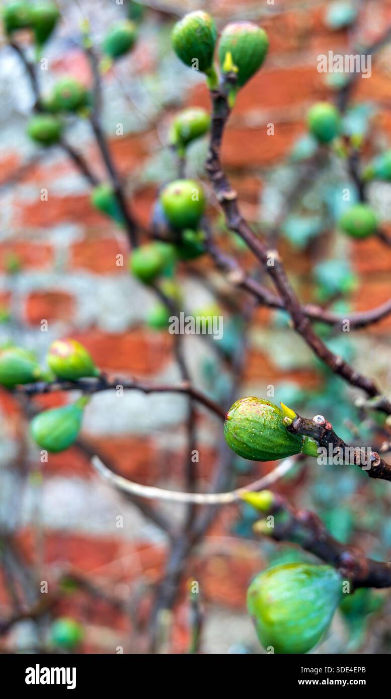 Fichi nel giardino invernale britannico Foto Stock