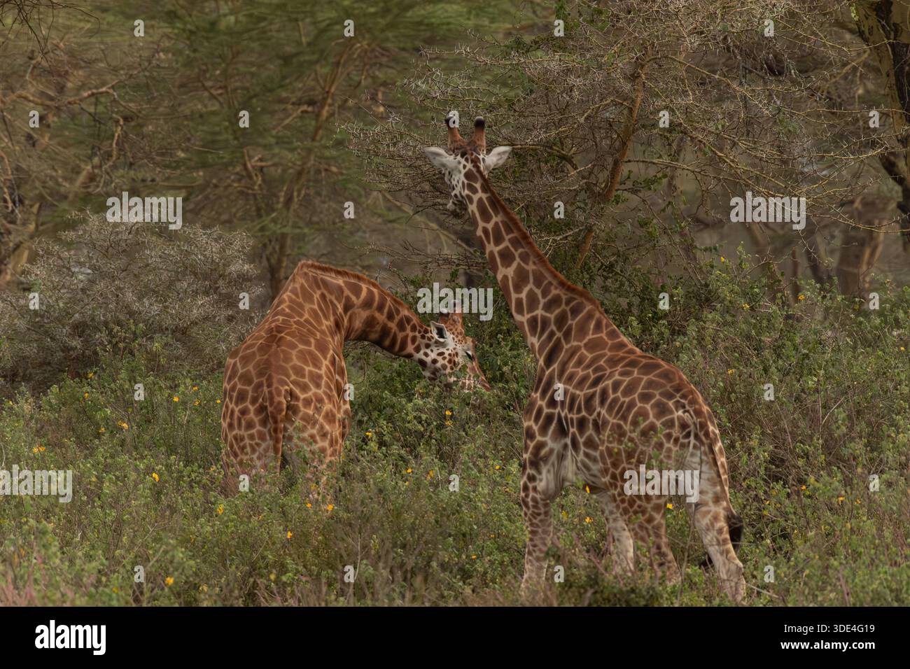 Rothskild Giraffa, Giraffa camelopardalis rorothschildi, Giraffidae, Parco nazionale di Nakuru, Kenya, Africa Foto Stock