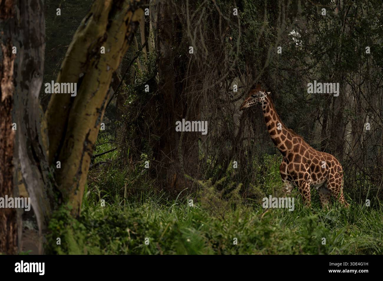 Rothskild Giraffa, Giraffa camelopardalis rorothschildi, Giraffidae, Parco nazionale di Nakuru, Kenya, Africa Foto Stock