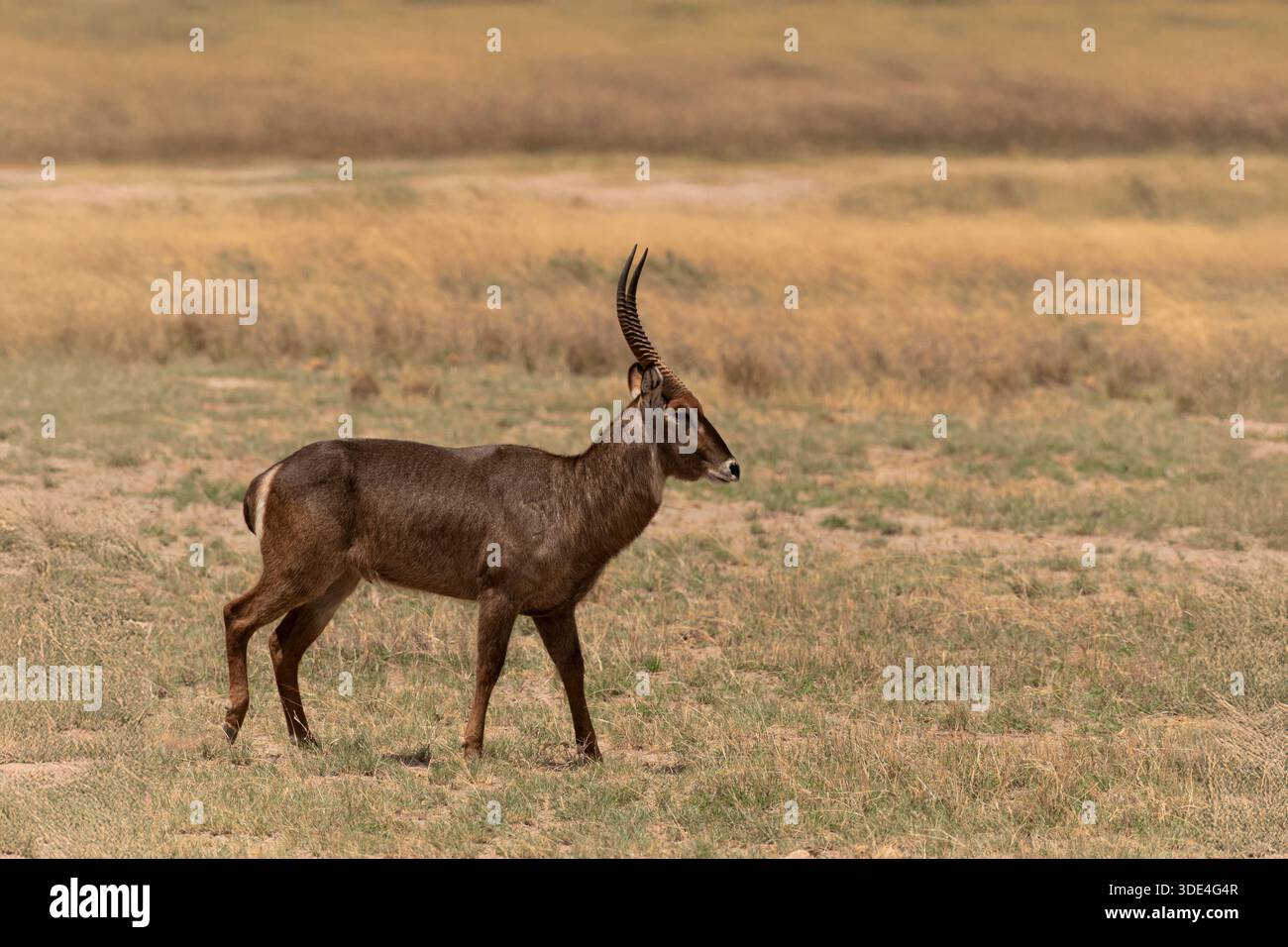 Waterbuck, Kobus ellipsiprymnus, Bovidae, Parco nazionale di Amboseli, Kenya, Africa Foto Stock