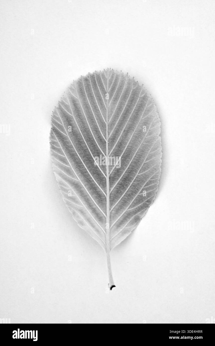 Immagine monocromatica di una singola foglia dell'albero Whitebeam Foto Stock