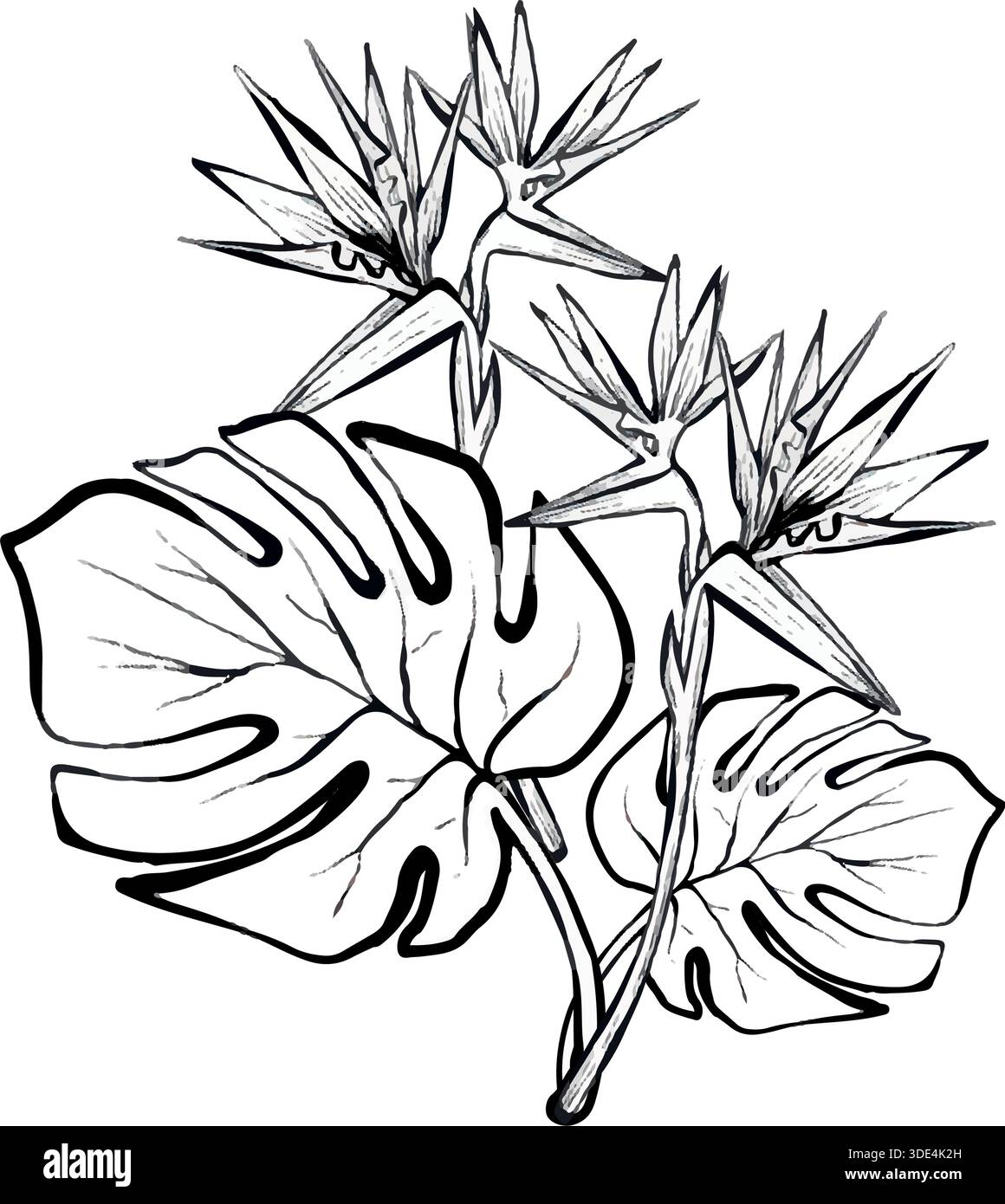 Illustrazione della linea vettoriale di composizione tropicale con foglie di monstera e fiori di uccello del paradiso, grafica botanica pulita ideale per loghi, stampe, imballaggi e progetti di design moderno. Illustrazione Vettoriale