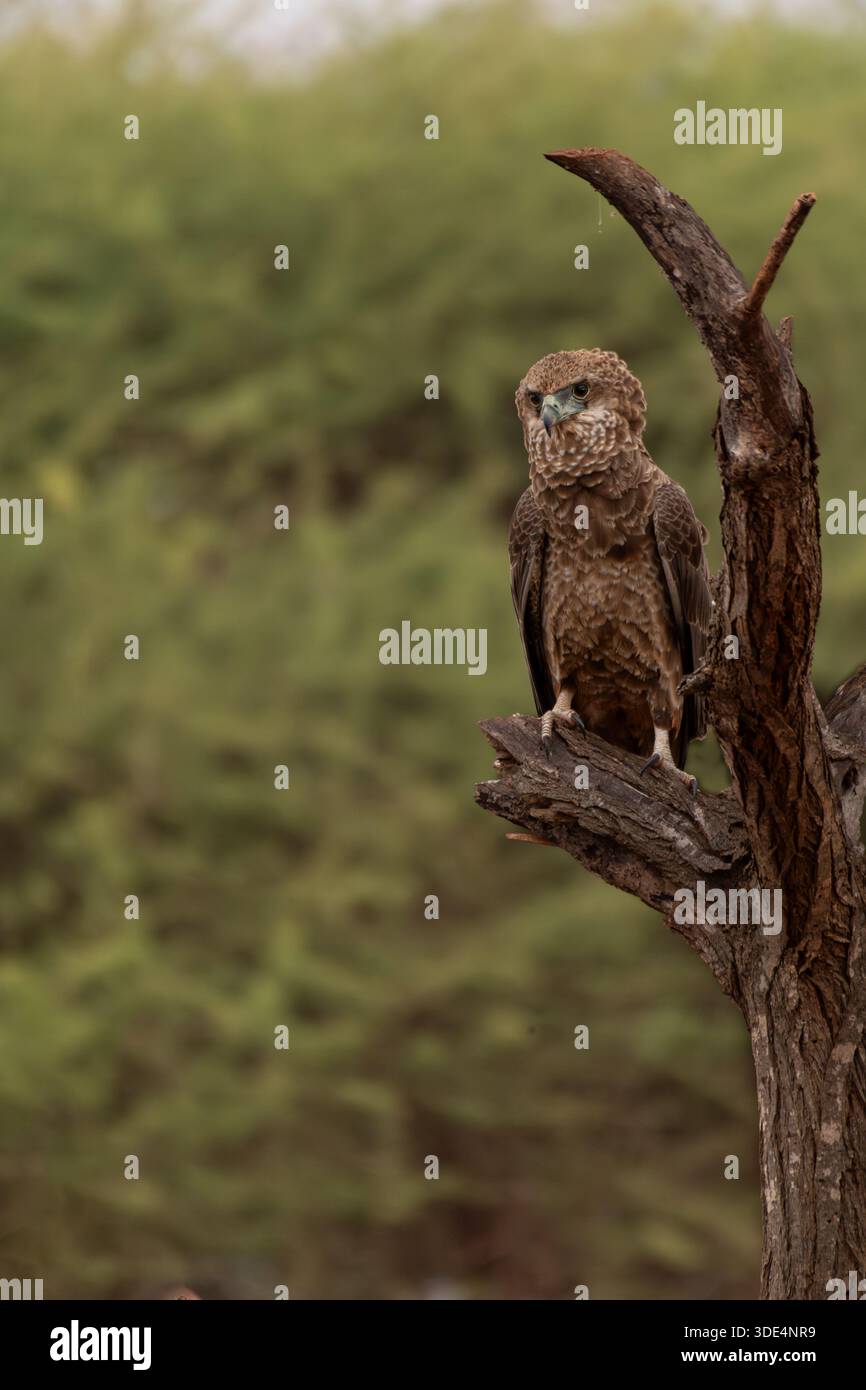 Brown Snake Eagle, Circaetus cinereus, Accipitridae, Tsavo East National Park, Kenya, Africa Foto Stock