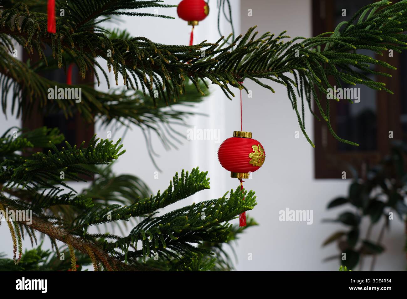 Palle di ornamento cinese rosse e gialle appese al ramo del pino - sfondo per decorazioni festive Foto Stock