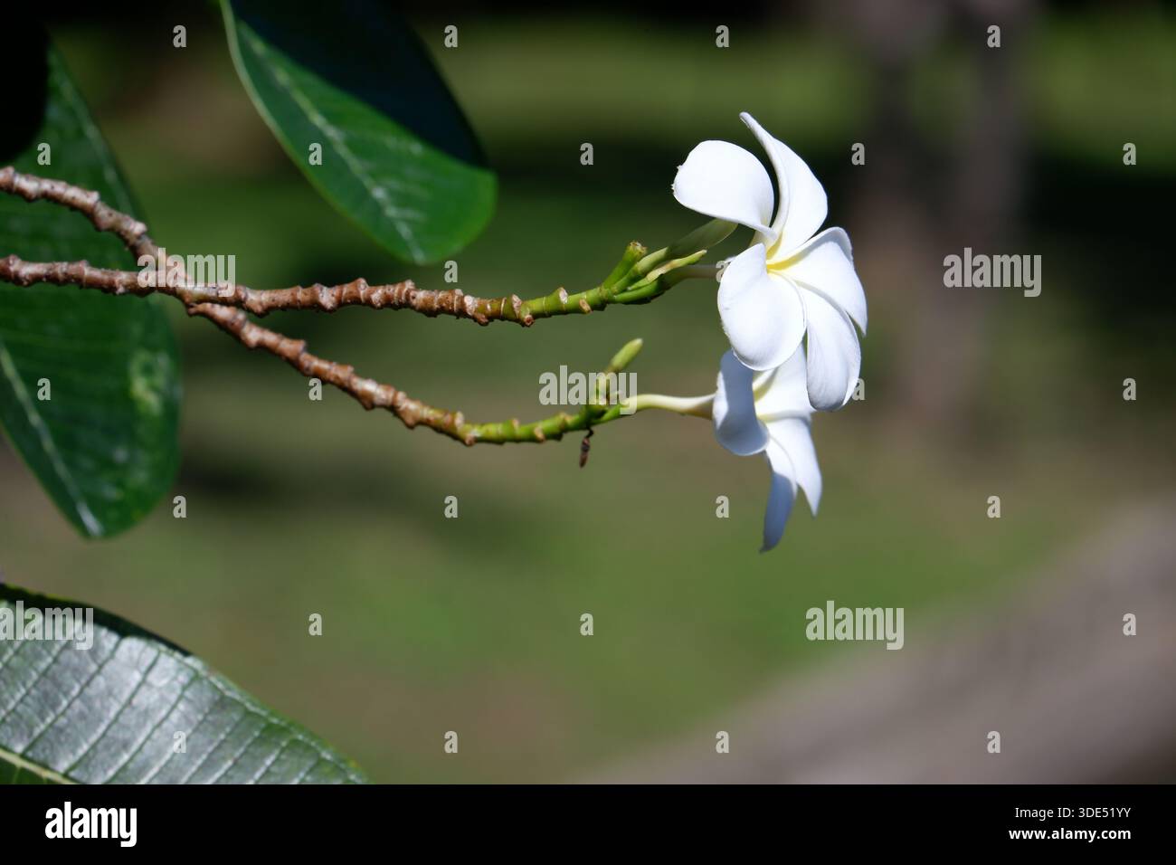 Fiore di frangipani bianco, o Plumeria, sul ramo con sfondo morbido, composizione floreale minimal tropicale. Foto Stock