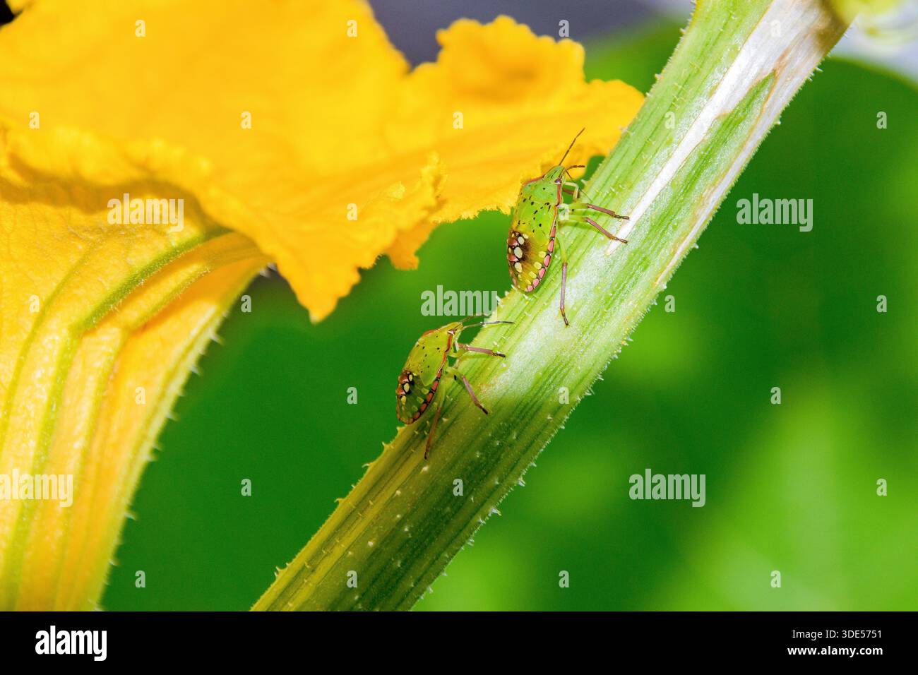 Nezara viridula, popolarmente conosciuta come la cimice vegetale verde o cimice puzzolente verde Foto Stock