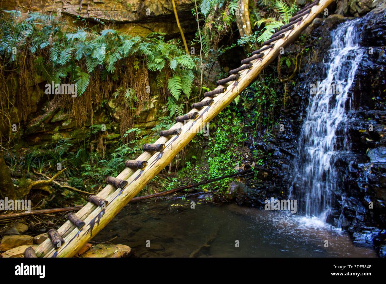 Scaletta, parte di un sentiero escursionistico che conduce su una scogliera, sopra una piccola cascata e una piscina nella foresta. Foto Stock