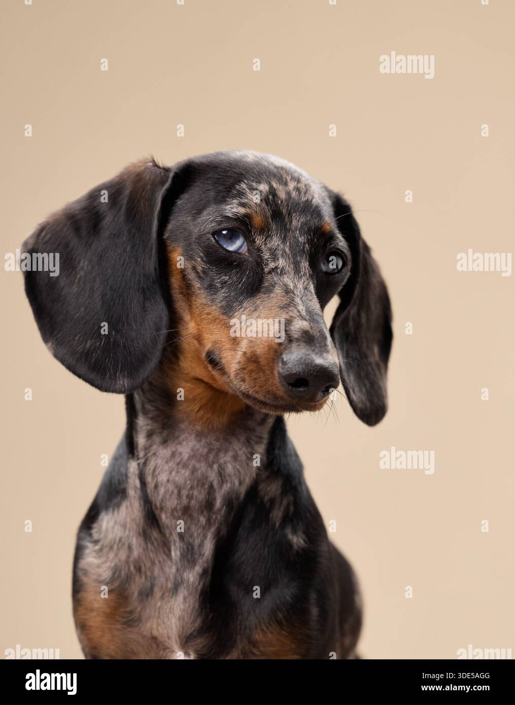 Un giovane dachshund guarda fuori dalla macchina fotografica con le orecchie che rimbalzano. La foto mette in evidenza il suo rivestimento maculato e gli occhi riflettenti. Foto Stock