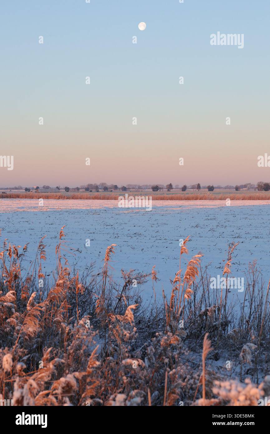 Campi di Fenland sotto la neve in inverno con il sole Foto Stock