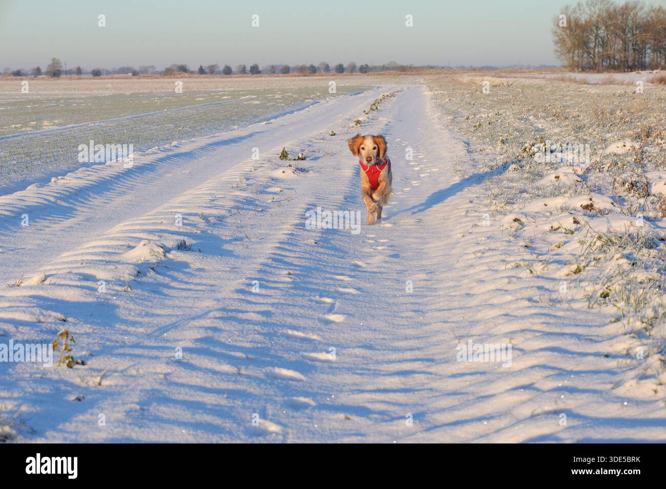 Giallo e bianco il cocker spaniel nella neve indossa un'imbracatura rossa Foto Stock