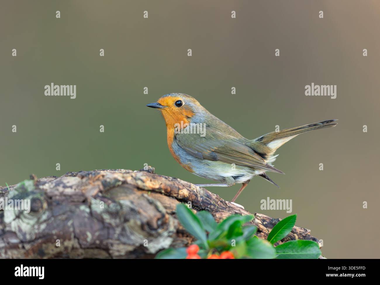 Robin Redbreast, nome scientifico: Erithacus rubecula, in inverno, rivolto a sinistra e arroccato su un tronco caduto con foglie verdi e bacche rosse. Pulire b Foto Stock