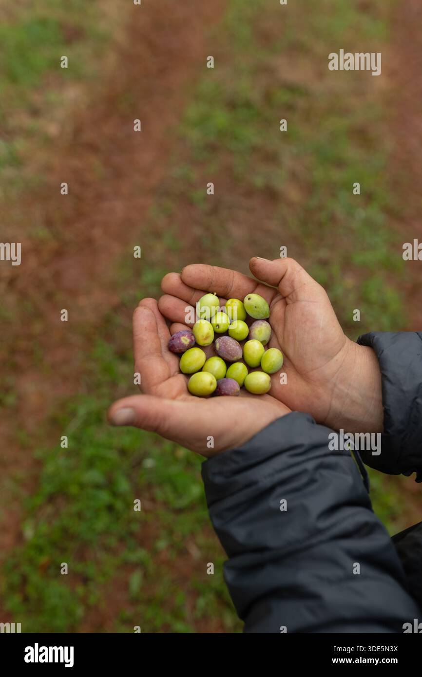 Mani aperte con una manciata di olive Olea europaea appena raccolte. Raccolto agricolo manuale. Foto Stock