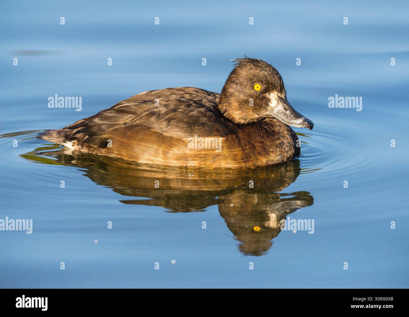 Anatra ciuffata o frutteto ciuffato (Aythya fuligula) Foto Stock