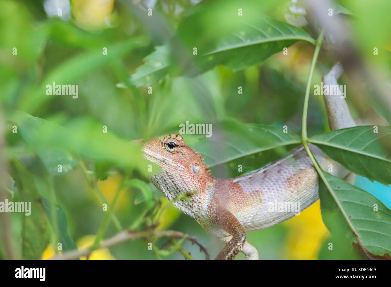 Lucertola da giardino orientale arroccata su un ramo tra foglie verdi tropicali, evidenziando il comportamento della fauna selvatica, il mimetismo e la biodiversità. Foto Stock