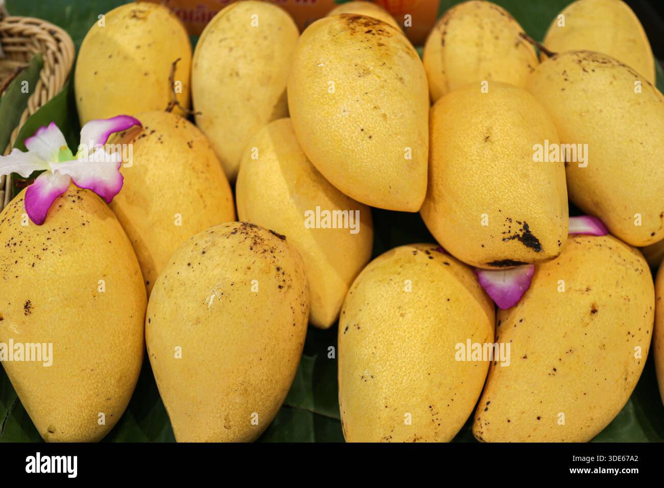 Varietà di mango Okrong con fiori di orchidea. Simbolo delle esportazioni agricole tailandesi di alta qualità, della qualità dei frutti tropicali di lusso e dell'autentico patrimonio culinario Foto Stock