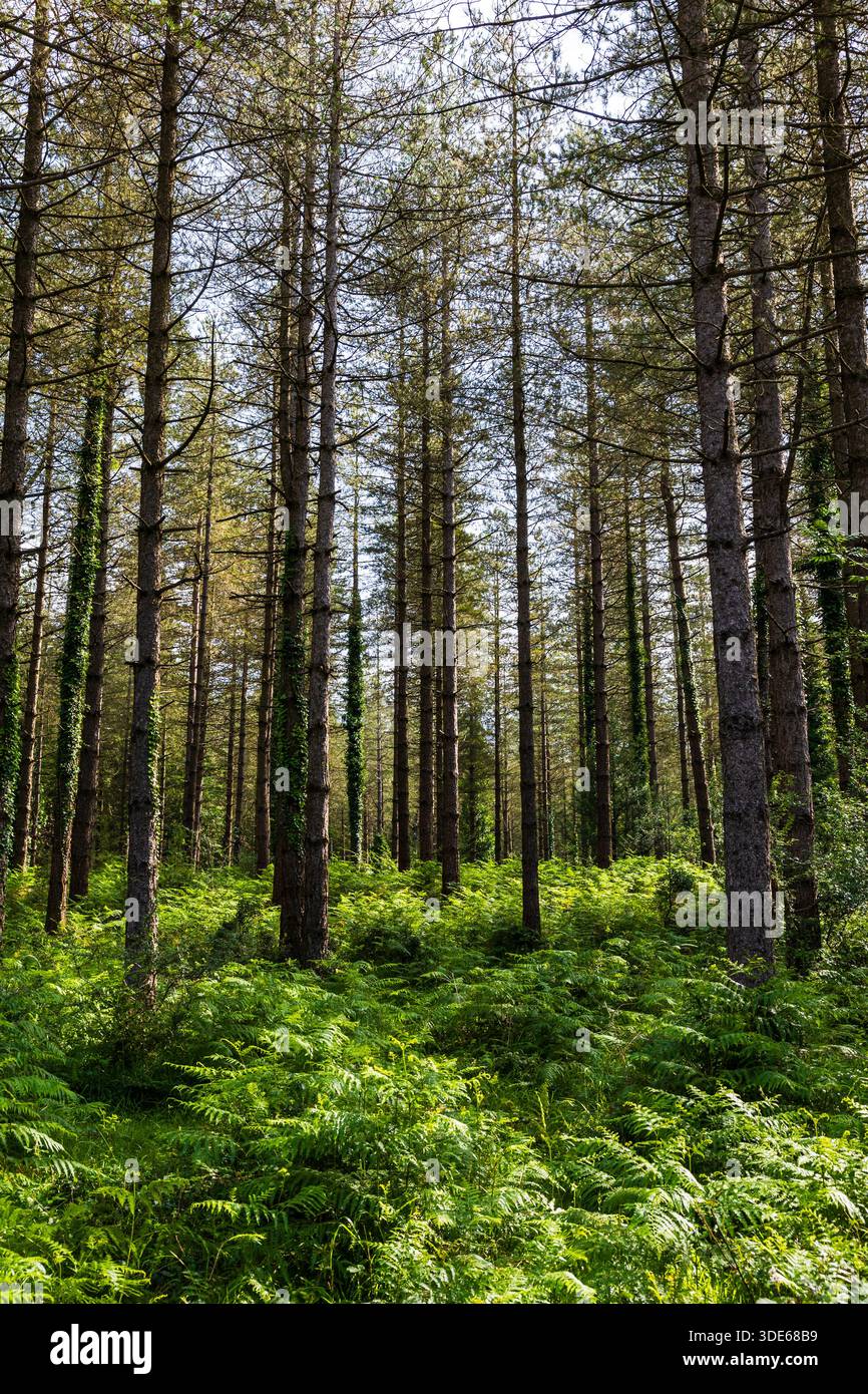 Paesaggio di pini e felci nella foresta palustre di Saldropo, nel Parco naturale di Gorbeia Foto Stock