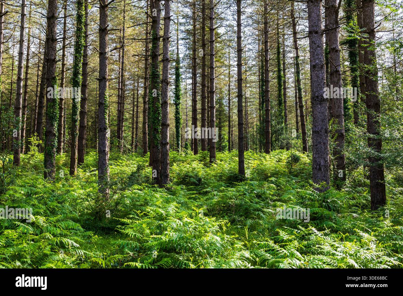 Paesaggio di pini e felci nella foresta palustre di Saldropo, nel Parco naturale di Gorbeia Foto Stock