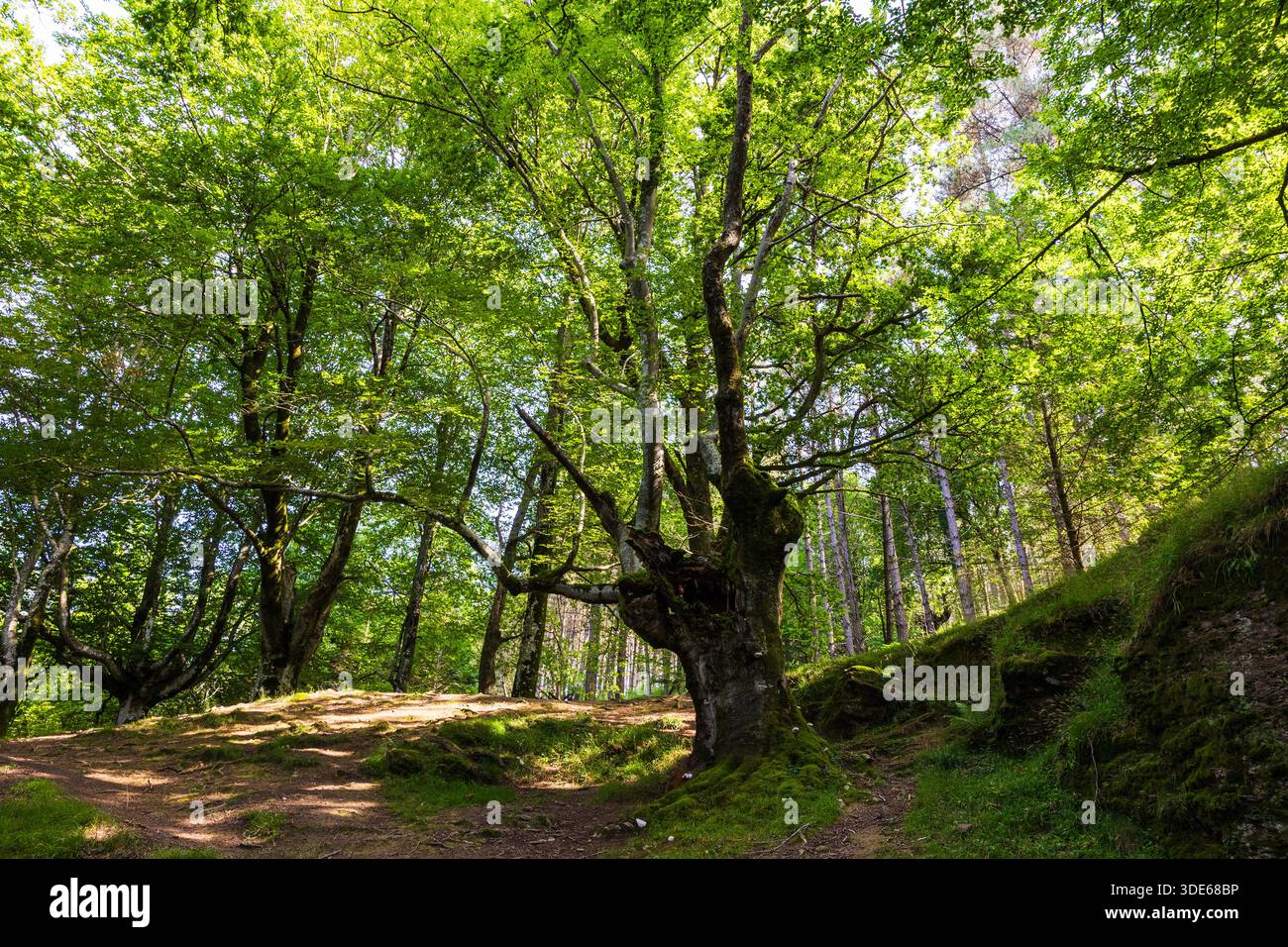 Antico faggio nella foresta palustre di Saldropo, Parco naturale di Gorbeia Foto Stock