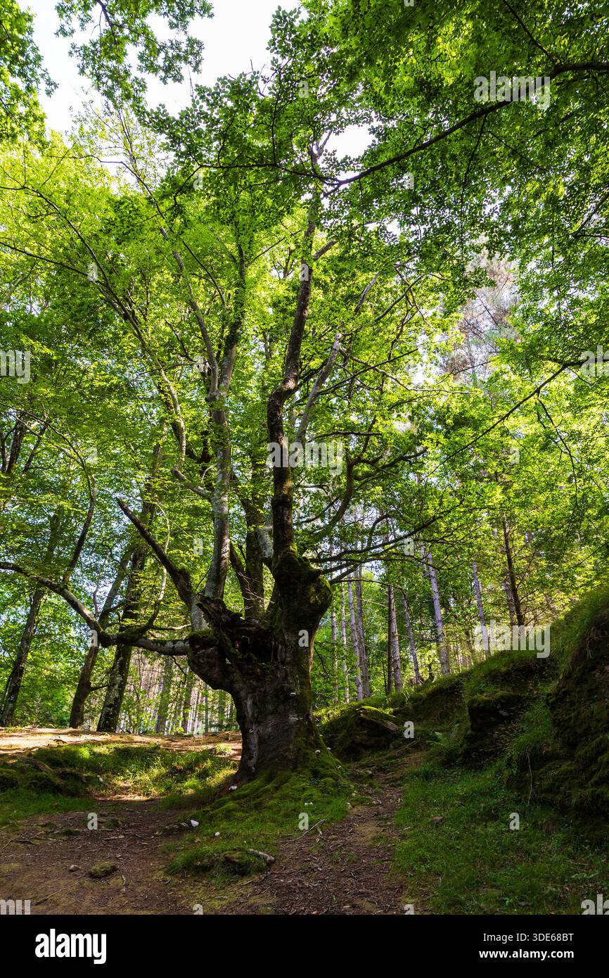 Antico faggio nella foresta palustre di Saldropo, Parco naturale di Gorbeia Foto Stock