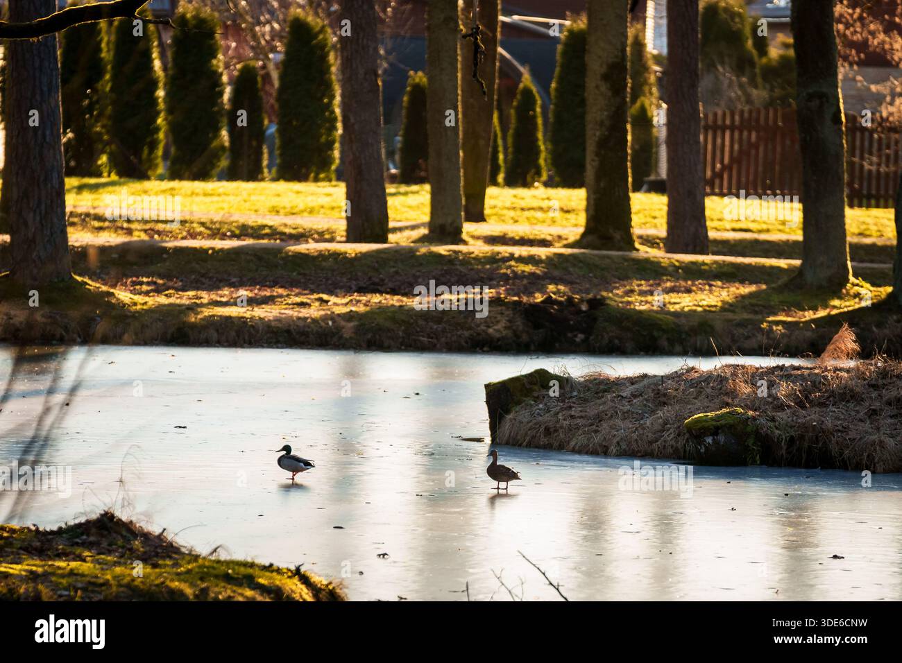 Foto con messa a fuoco selettiva. Anatra Mallard su laghetto ghiacciato. Inizio primavera. Foto Stock