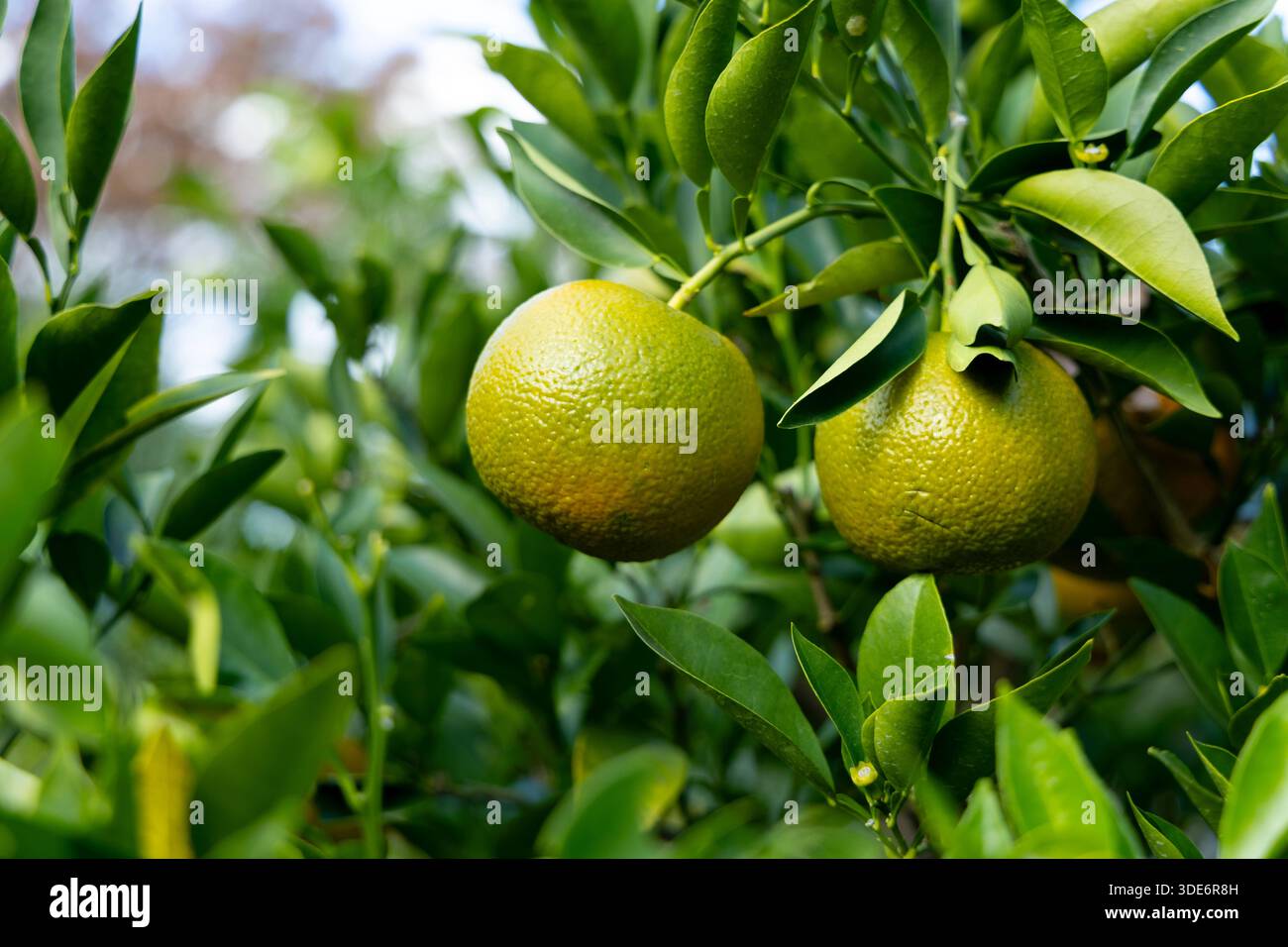 Arancio amaro (agrumi aurantium) che cresce su un albero (Giardini nazionali Est del Palazzo Imperiale, Tokyo, Giappone) Foto Stock