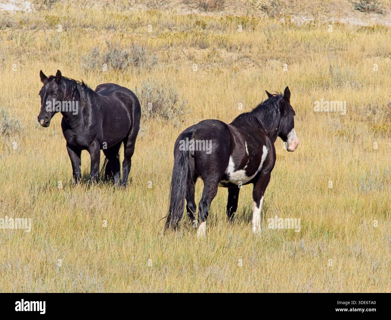 Cavalli selvatici che vagano selvaggi nelle praterie del Parco Nazionale Theodore Roosevelt Foto Stock