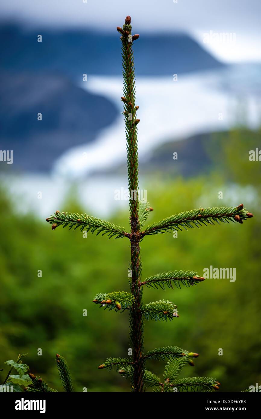Fresca crescita di Sitka Spruce, con il ghiacciaio Mendenhall offuscato sullo sfondo. Juneau, Alaska. Foto Stock
