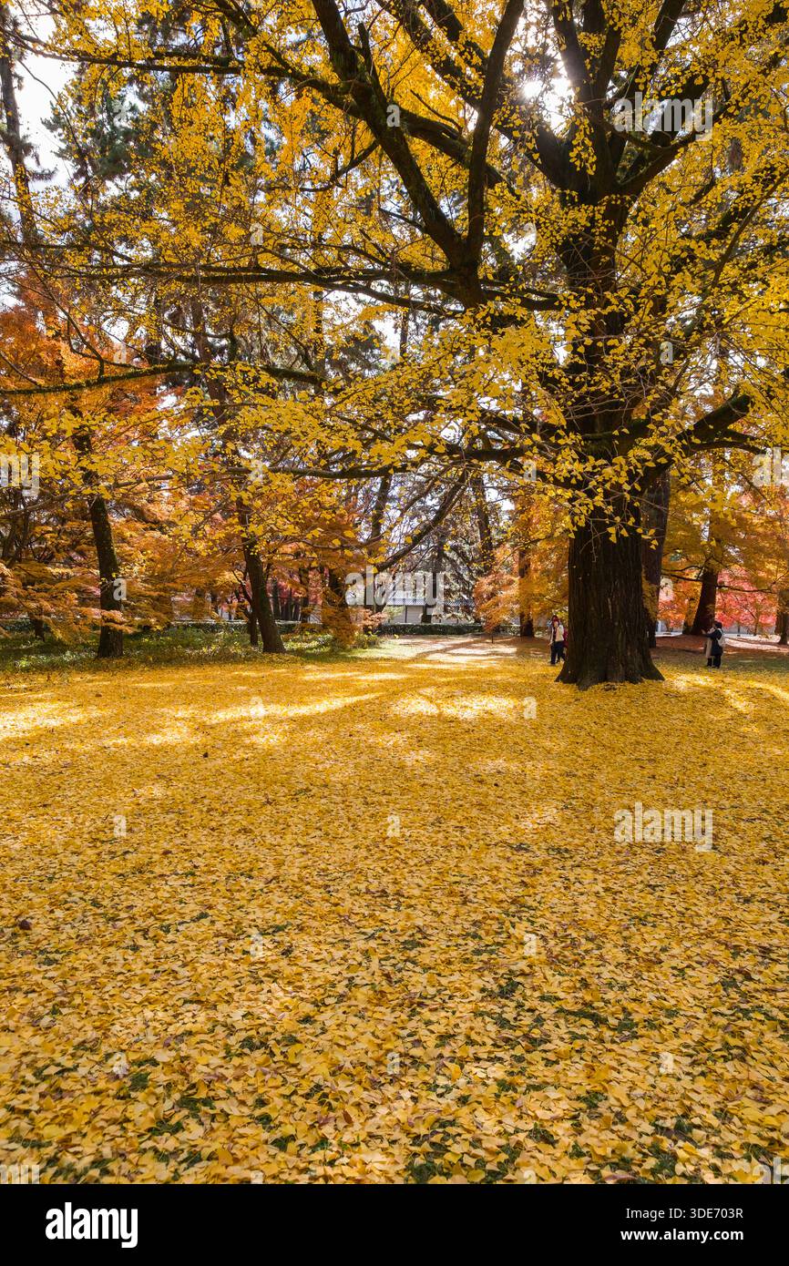 Il Giardino Nazionale di Kyoto Gyoen presenta una splendida esposizione di fogliame autunnale, con un grande albero di ginkgo che domina il paesaggio. Uno spesso tappeto di golde Foto Stock