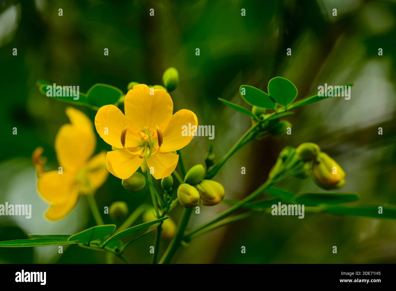 Un luminoso gruppo di fiori gialli Senna corymbosa in piena fioritura, con delicati petali e foglie verdi che creano un vivace display. Foto Stock