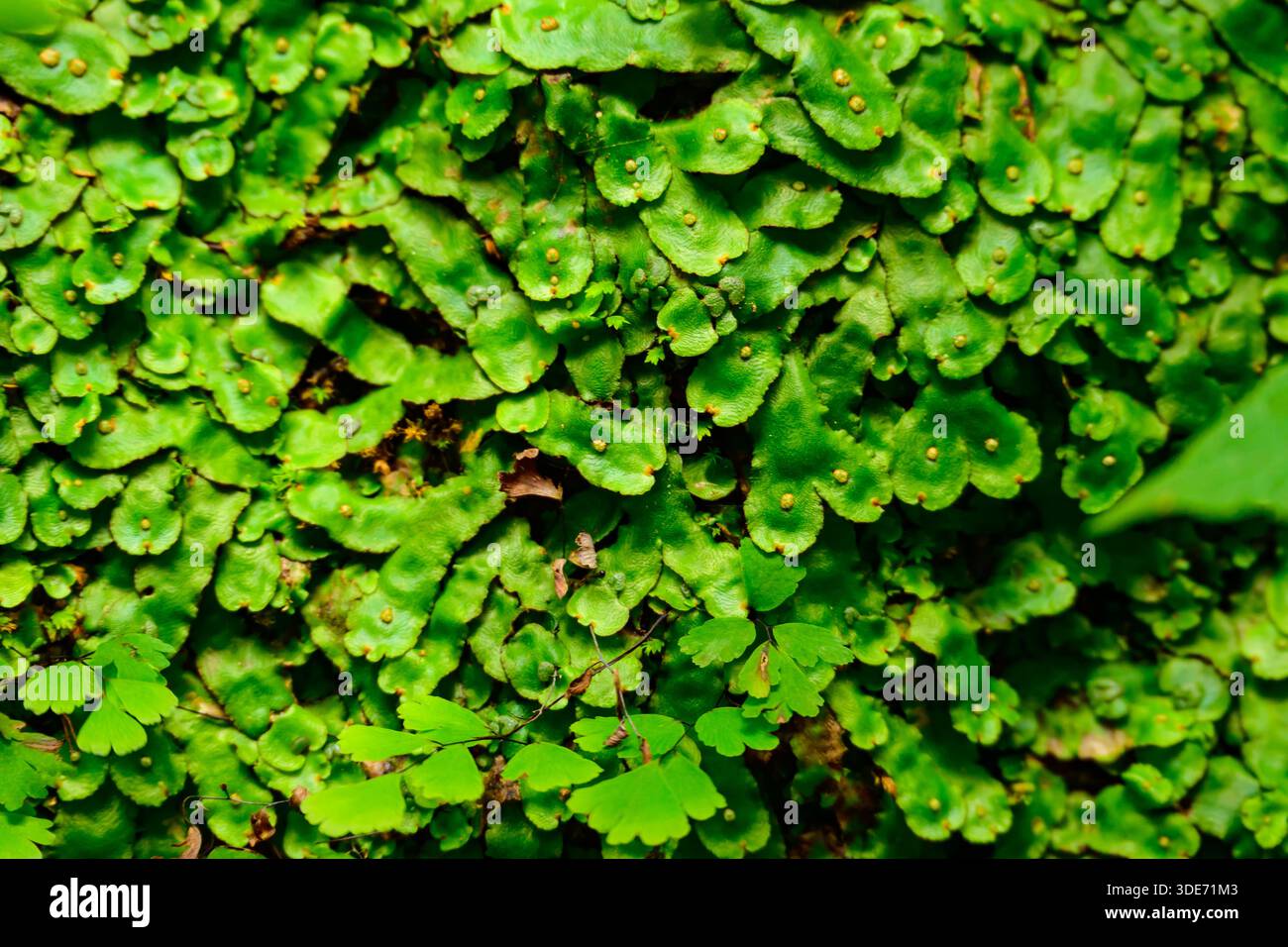 Un vivace tappeto verde di liverwort, con il suo nastro simile a serpente thalli che copre densamente il pavimento umido della foresta in una lussureggiante e primordiale esposizione. Foto Stock