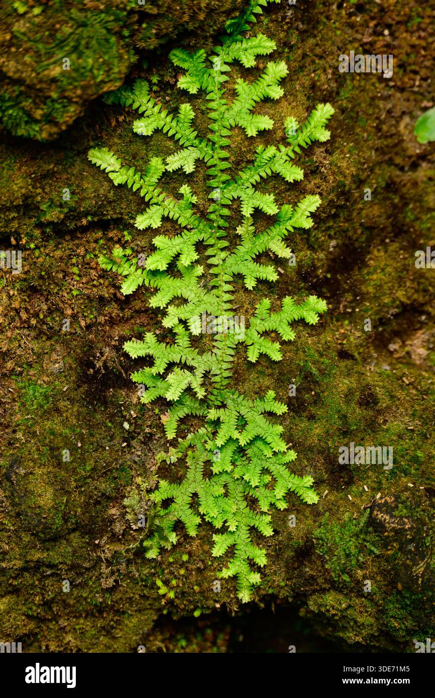 Un vivace tappeto verde di liverwort, con il suo nastro simile a serpente thalli che copre densamente il pavimento umido della foresta in una lussureggiante e primordiale esposizione. Foto Stock