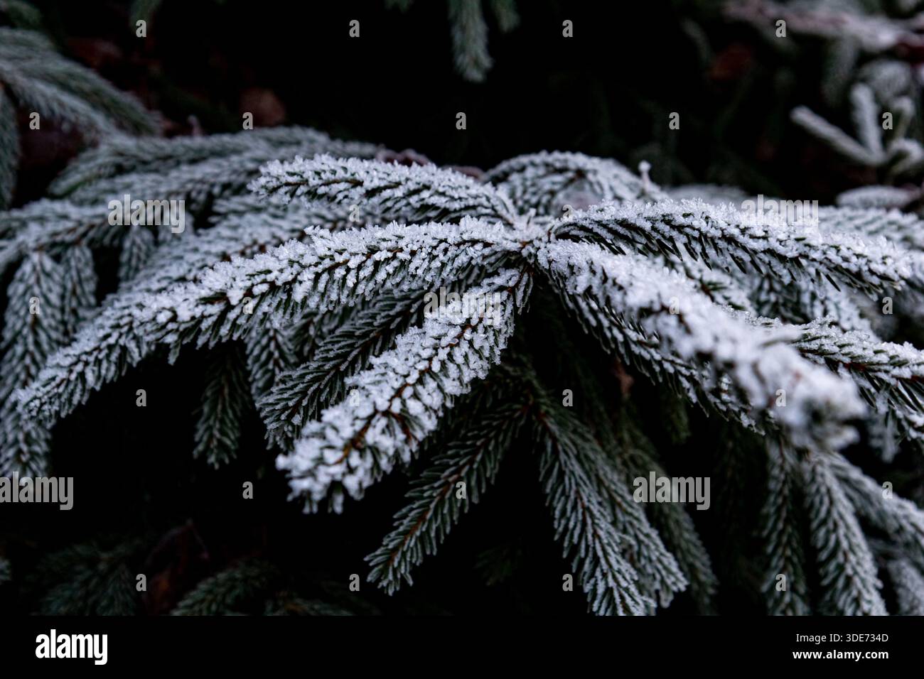 Ramo d'abete ricoperto da delicata graniglia, sfondo scuro e suggestivo. Raffinati cristalli di ghiaccio esaltano la texture invernale e l'aria fredda Foto Stock