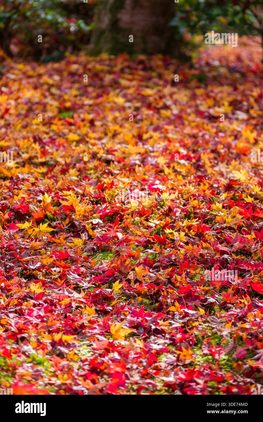 Il tempio di Enkōji a Kyoto presenta un vivace tappeto di foglie d'acero cadute. La scena cattura il picco del fogliame autunnale, con tonalità di rosso, arancione e. Foto Stock