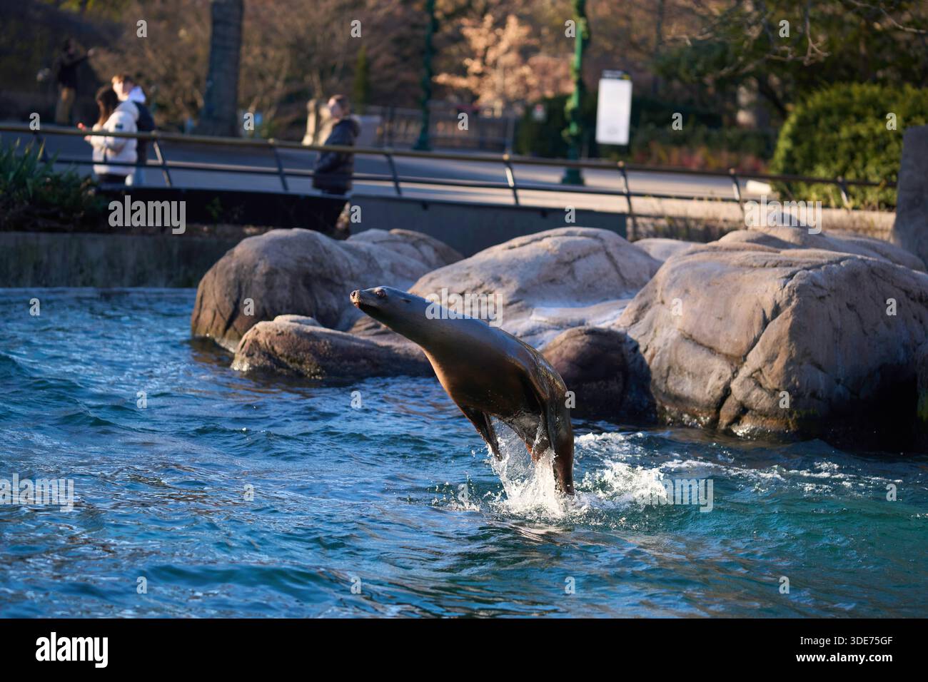 Un leone marino della California che nuota intorno a una piscina nello zoo del Bronx, Bronx, New York, Stati Uniti. Foto Stock