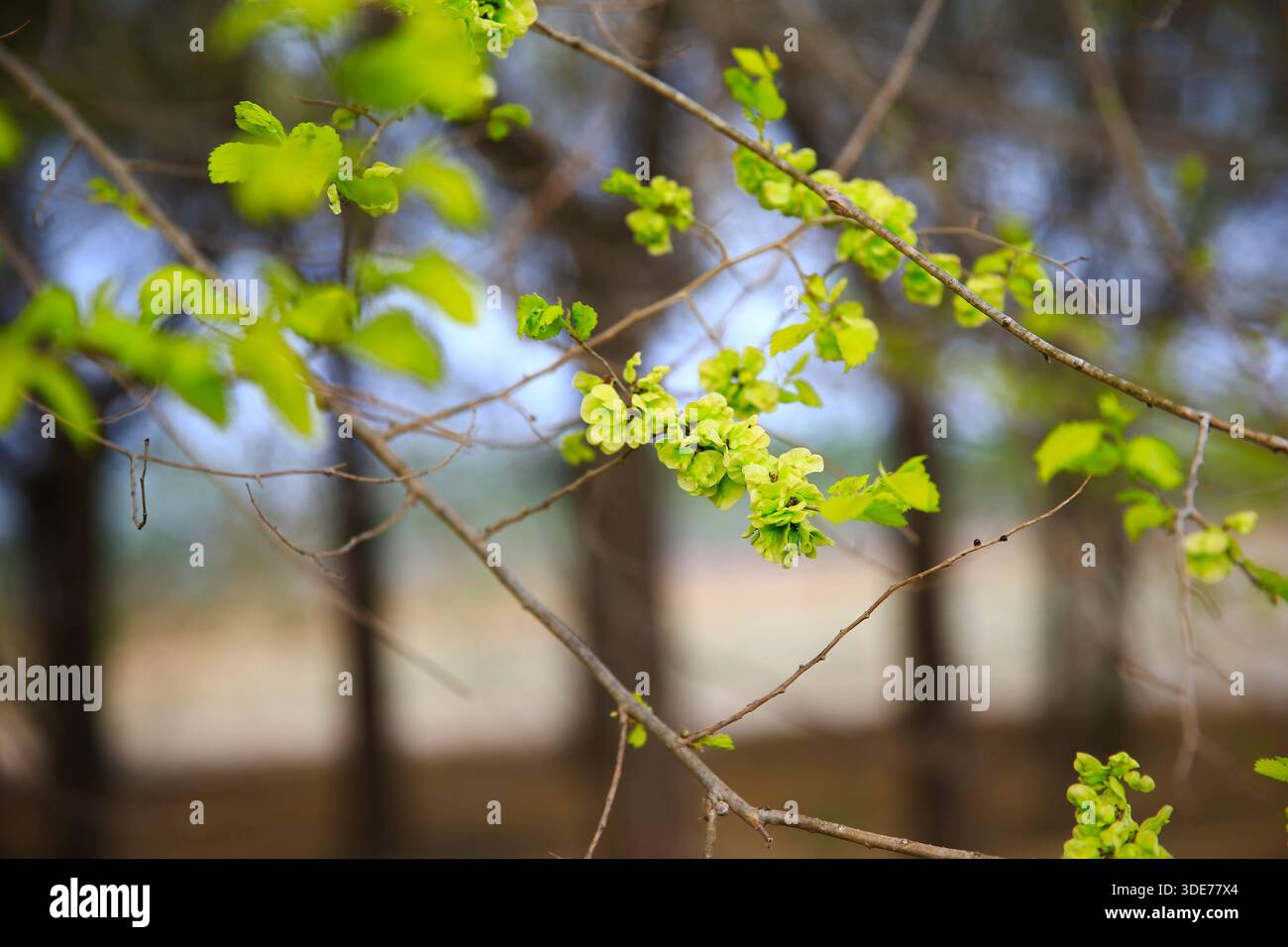 Un ramo dell'Elmo. Ulmus hollandica. Elmo d'Oro，l'olmo è in fiore. Foto Stock