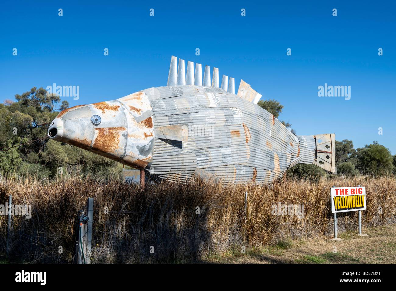 Big Yellowbelly, Isisford, Queensland, Australia Foto Stock