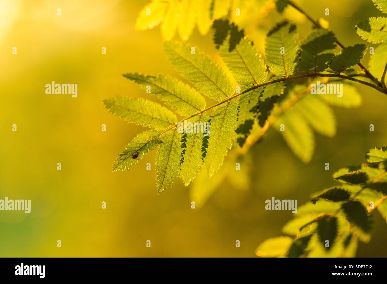 Un primo piano dettagliato di foglie verdi brillanti splendidamente illuminate dalla luce solare dorata soffusa e radiosa Foto Stock