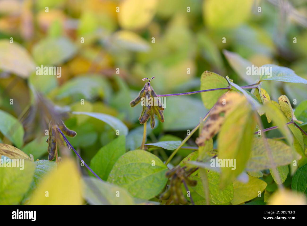 cialde di soia da primo piano con rugiada, croccanti gocce mattutine sulle foglie verdi, bassa profondità di campo e morbido bokeh, superficie delicata evidenziata da Foto Stock